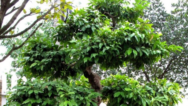 Cây Chòi mòi bụi. Antidesma fruticosa (Lour) Muell - Cây Thuốc Nam Quanh Ta